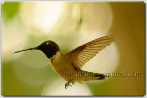 Hummingbird (5).jpg